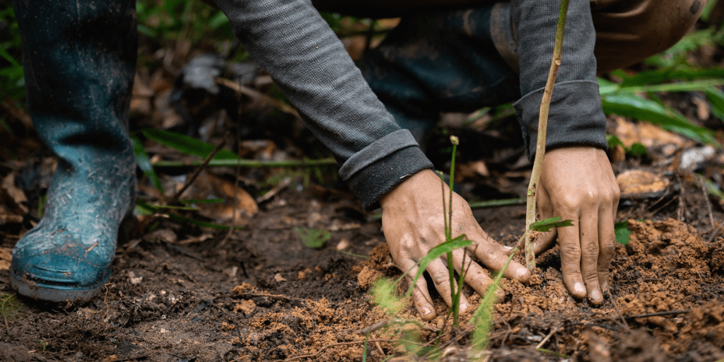 One Tree Planted 1